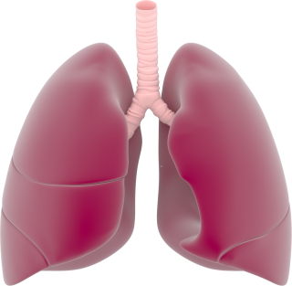 Human Lungs PNG images