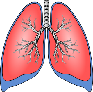 Lung Health PNG images