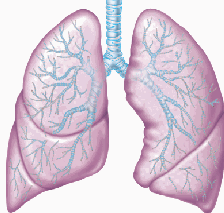 High Resolution Lung Png Icon PNG images