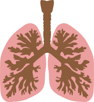 Lung Clipart PNG PNG images