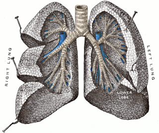 High-quality Lung Cliparts For Free! PNG images