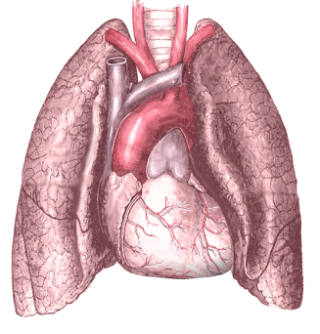 Lung Png Clipart Best PNG images