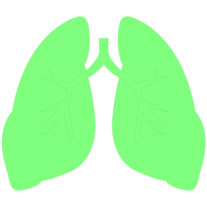 Png Format Images Of Lung PNG images