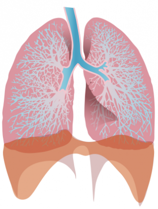 Free Images Download Lung PNG images