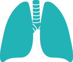 Best Free Lung Png Image PNG images
