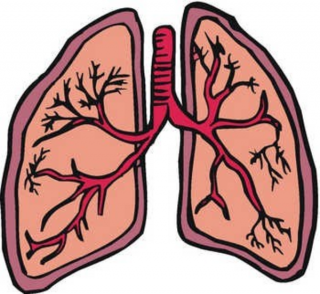 HD Lung PNG PNG images