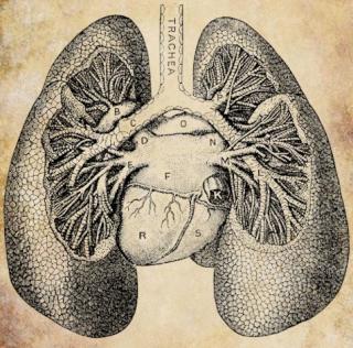 PNG Image Lung Transparent PNG images