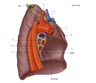 Download Picture Lung PNG images