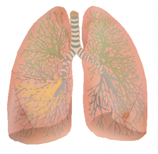 Lung Png Clipart Download PNG images
