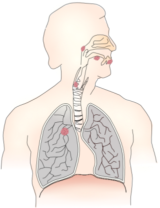 Free Lung Best Clipart Images PNG images