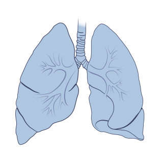 Image Transparent PNG Lung PNG images