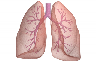 Hd Lung Image In Our System PNG images