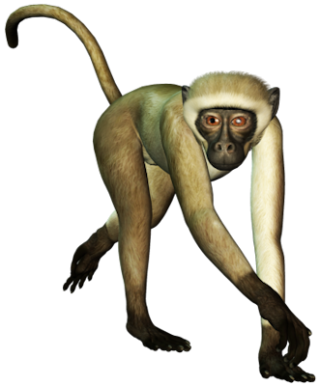 Monkey In Png PNG images