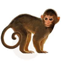 Free Download Monkey Png Images PNG images