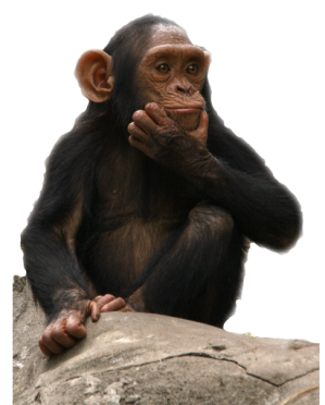 Download Png Clipart Monkey PNG images