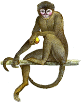 Transparent Monkey Background Hd Png PNG images