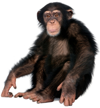 Monkey Png Collection Clipart PNG images