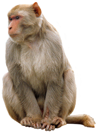 Macaco Bob Zoom Png, Transparent Png , Transparent Png Image - PNGitem