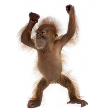 Sweet Monkey Png PNG images