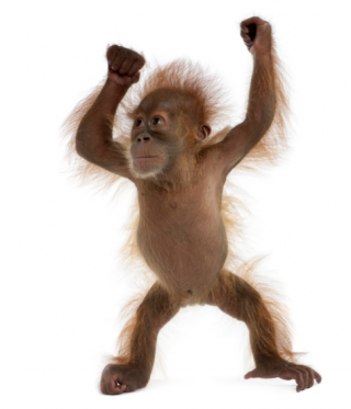 Monkey Cartoon png download - 800*800 - Free Transparent Baby