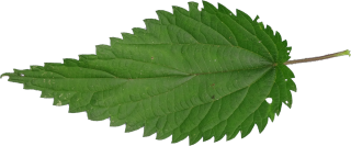 Dark Prickly Nettle Leaf Images PNG images