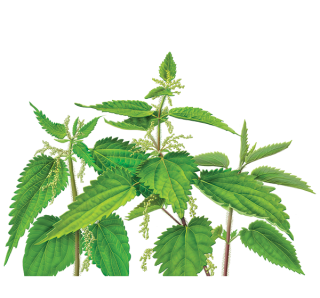 Fresh Nettle Drug Images PNG images