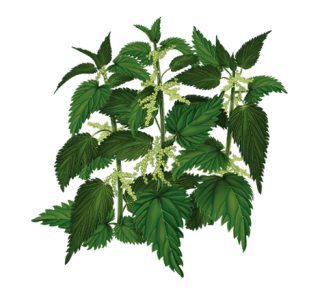 Fresh Nettle Drug Treatment Background Photos PNG images