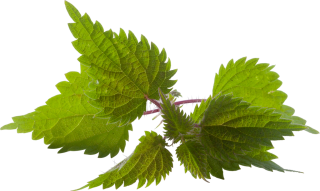 Fresh Nettle Png Transparent Background PNG images