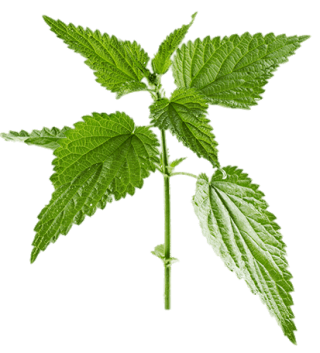 Little Twig Nettle Leaf Green Photo PNG images