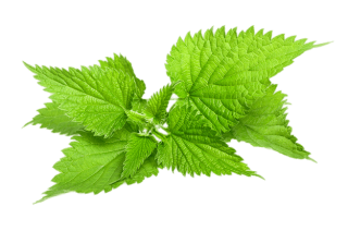 Natural Image Fresh Nettle PNG images