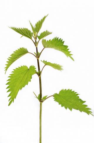 Nettle Leaf Sprigs Transparent Images PNG images