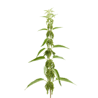 Nettle Symbol Pictures PNG images