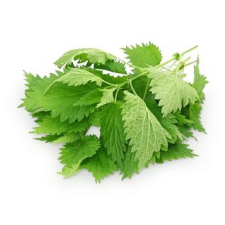 Prickly Nettle Leaf Images PNG images