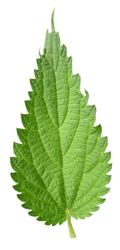 Single-Leaf Nettle Transparent Pictures PNG images