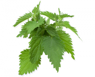 Useful Nettle Photo PNG images