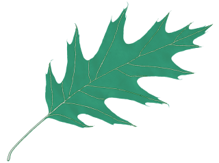 Oak Leaf Icon PNG images