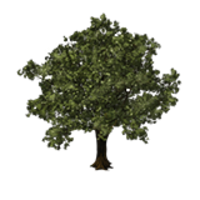 Oak Tree Save Icon Format PNG images