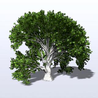 Png Oak Tree Download Icon PNG images