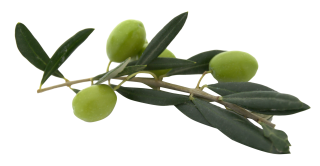 Download Olives Latest Version 2018 PNG images