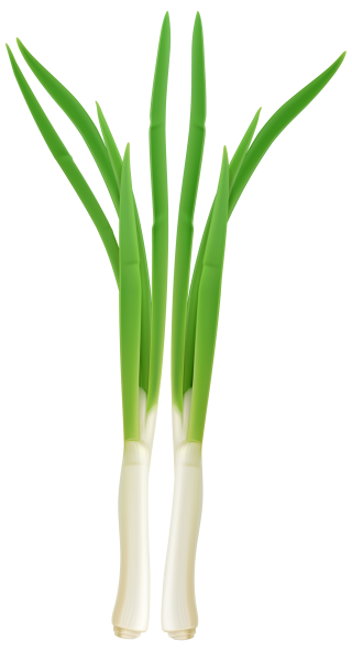 Green Onion Png PNG images