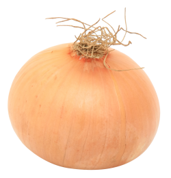 Onion In Png PNG images