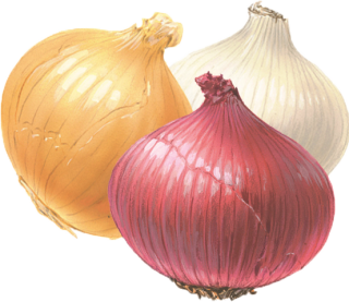 Onion PNG Clipart PNG images
