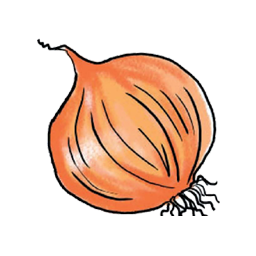 Png Onion Vector PNG images