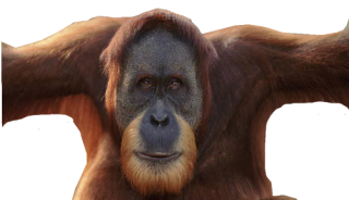 But The Old Strong Orangutan Photo PNG images