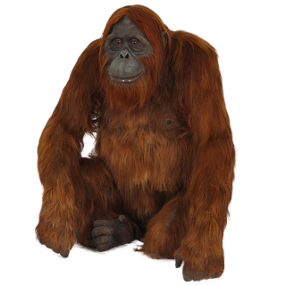 Calm And Thoughtful Orangutan Photo Pictures PNG images