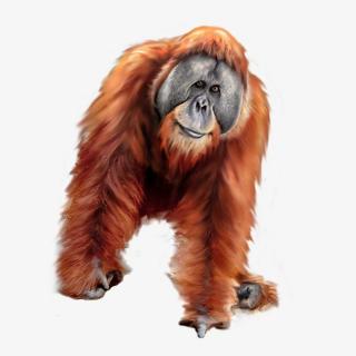 Dad Orangutan Images PNG images