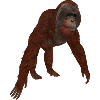 Get Orangutan Photo Pictures PNG images