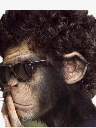 Glasses And Handsome Orangutan Photo PNG images