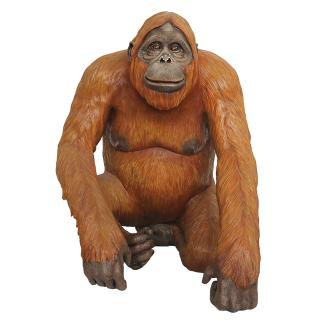 HD Charisma Orangutan Yellow Photo PNG images