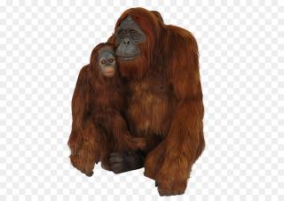 Her Baby Orangutan PNG Image PNG images